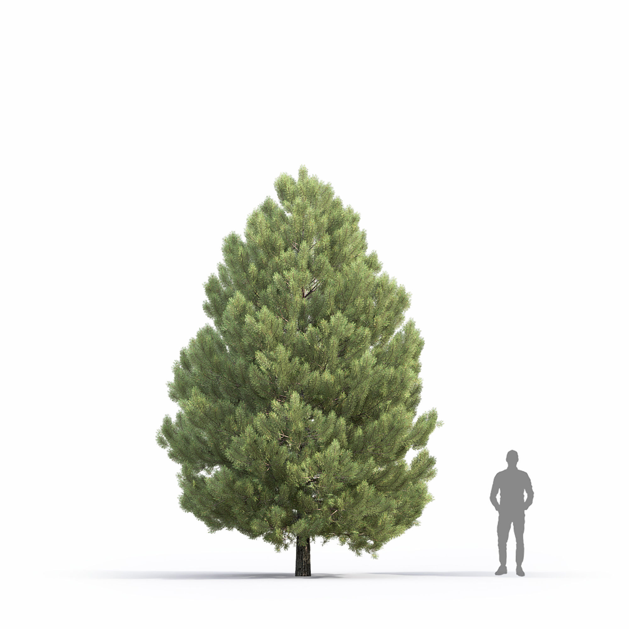 Pinus Sylvestris 32 3D model_3