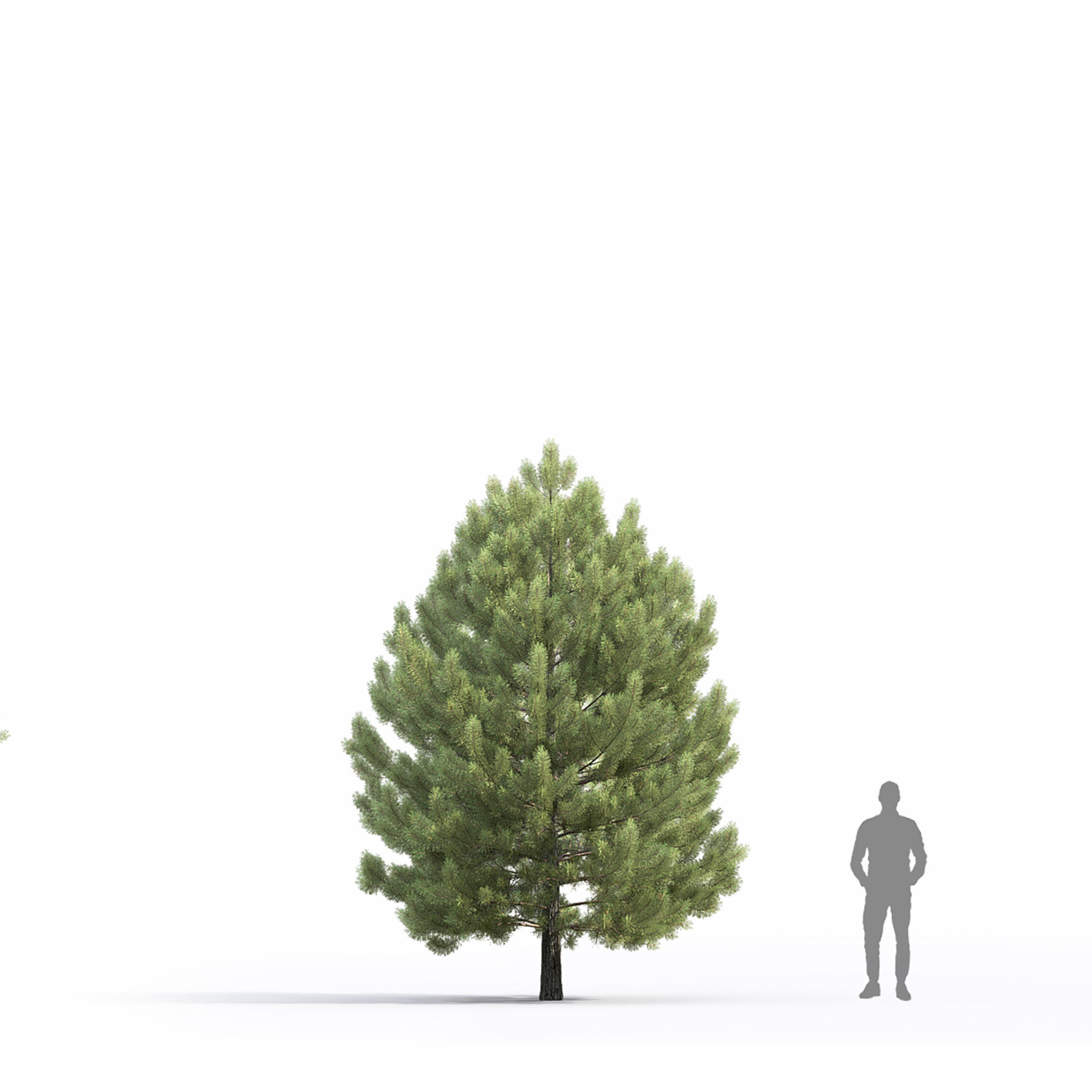 Pinus Sylvestris 32 3D model_4
