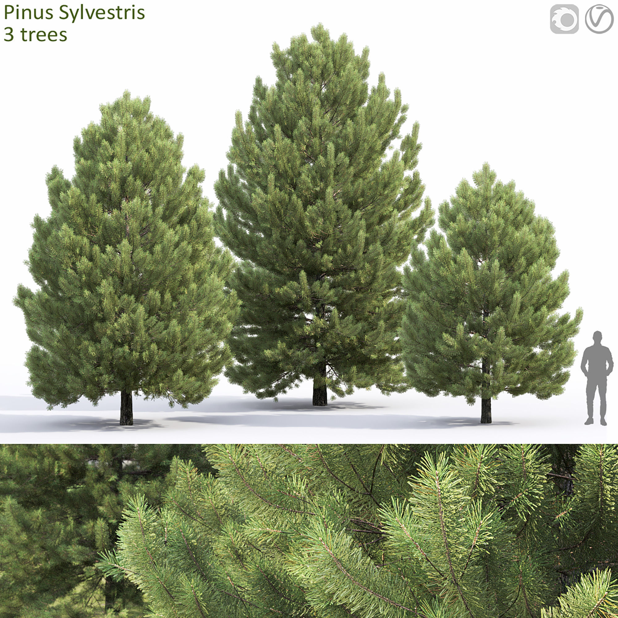Pinus Sylvestris 32 3D model_5