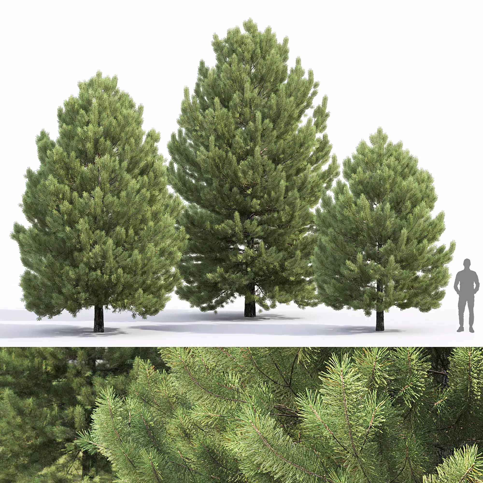 Pinus Sylvestris 32 3D model_0