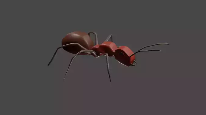 Ant model