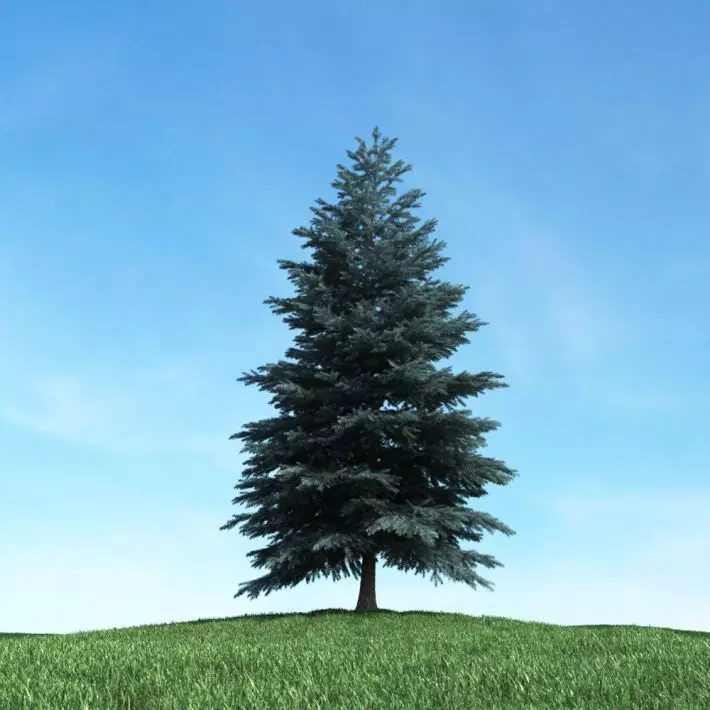 Tall Dark Green Conifer Tree 3D model_0