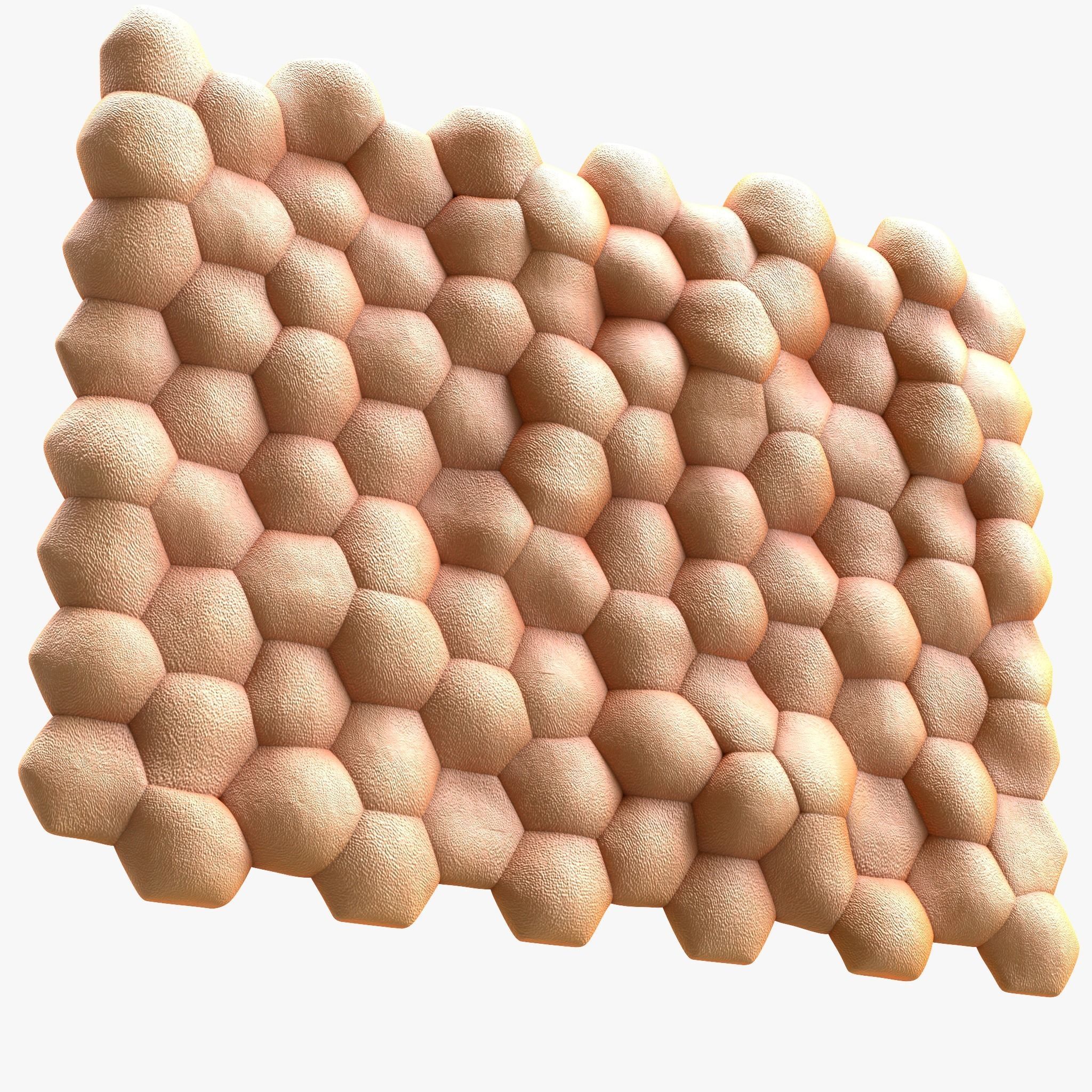 Human skin anatomy 3D model_3