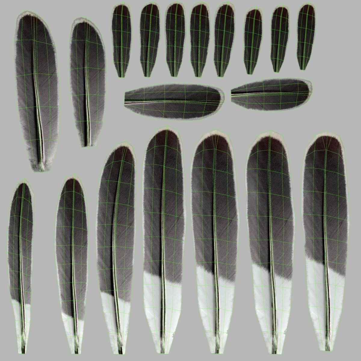 Budgerigar Rigged VFX Grace 3D model_29