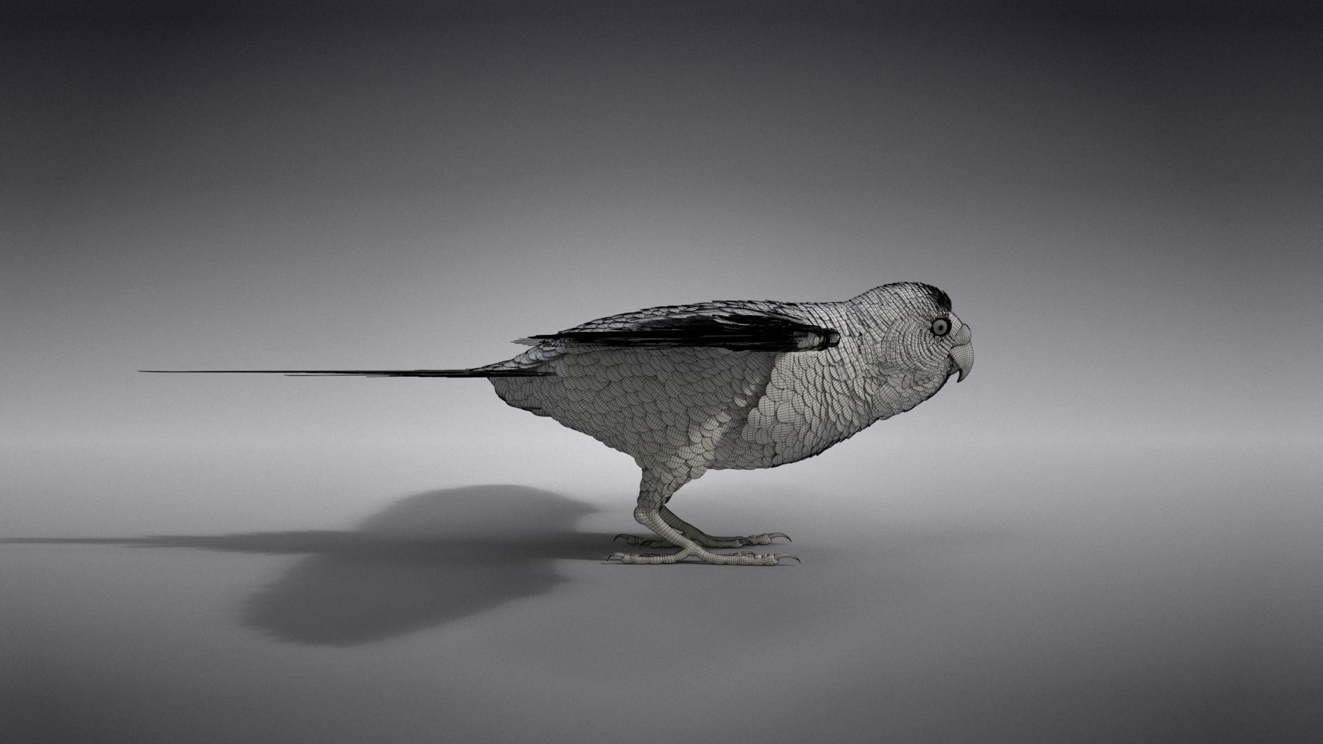 Budgerigar Rigged VFX Grace 3D model_36