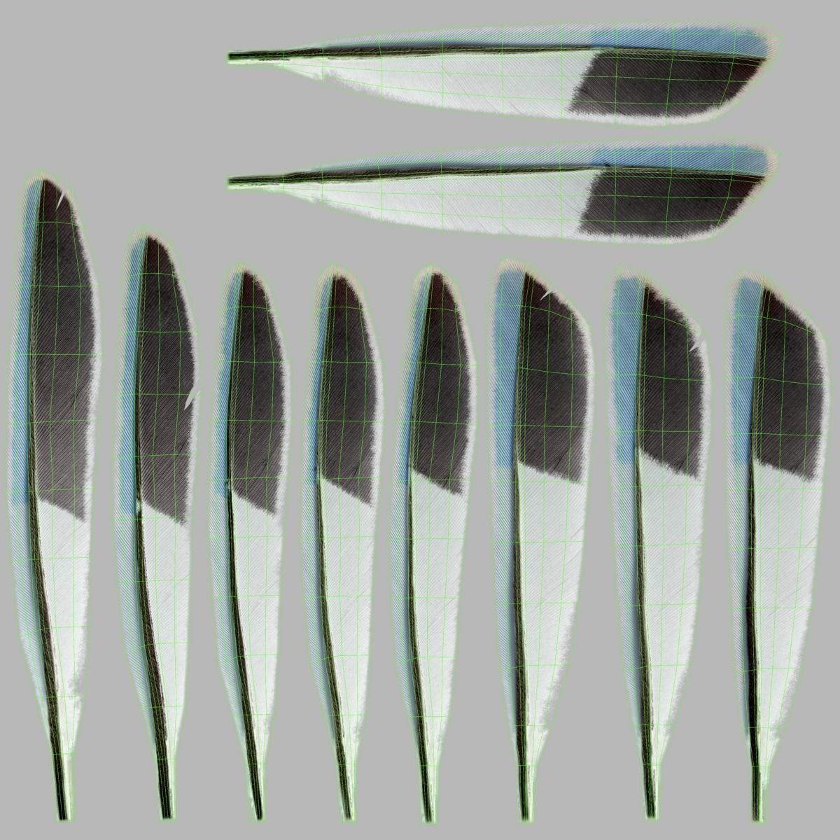 Budgerigar Rigged VFX Grace 3D model_23