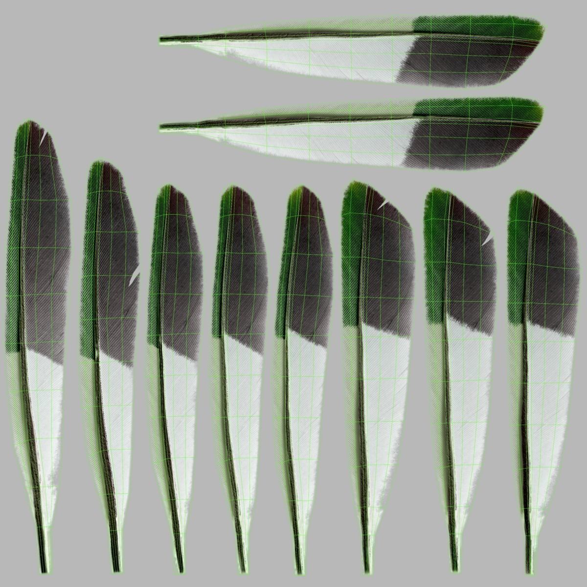 Budgerigar Rigged VFX Grace 3D model_24