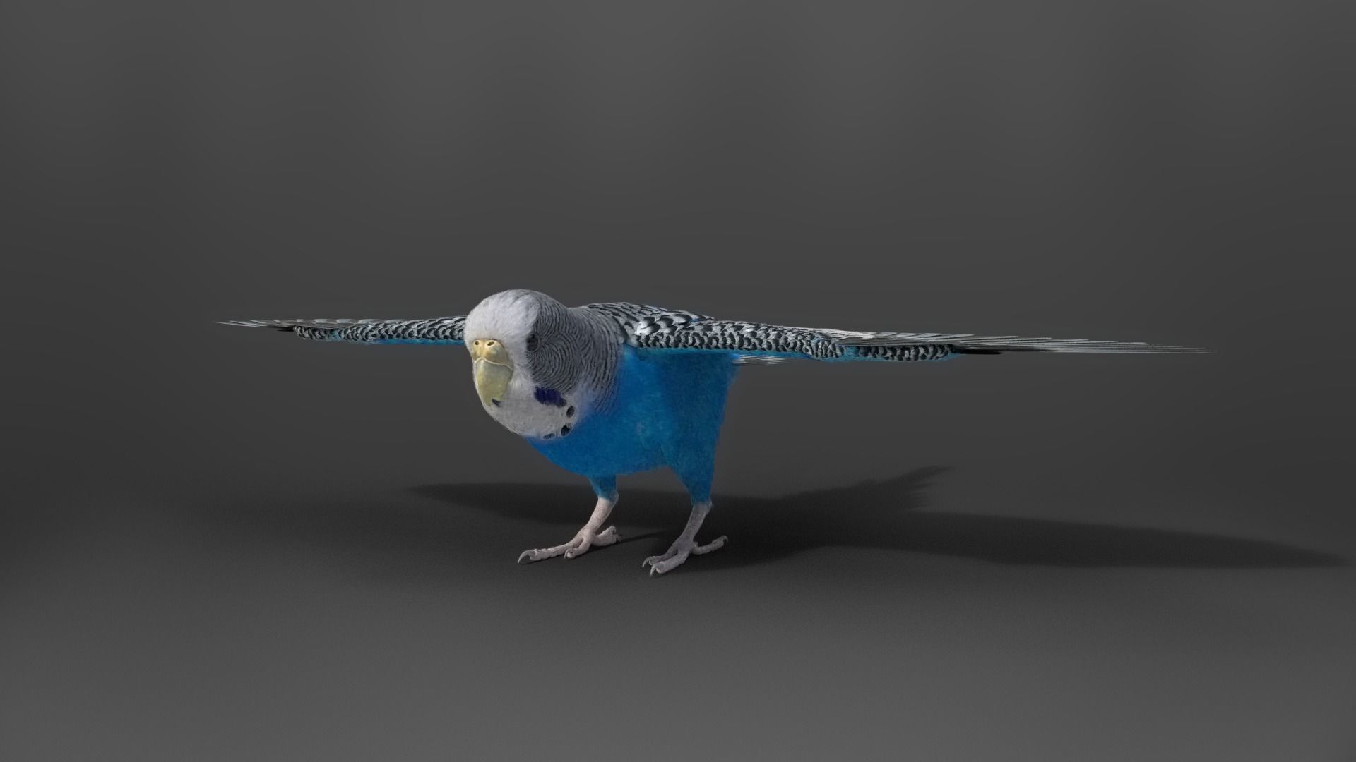 Budgerigar Rigged VFX Grace 3D model_2