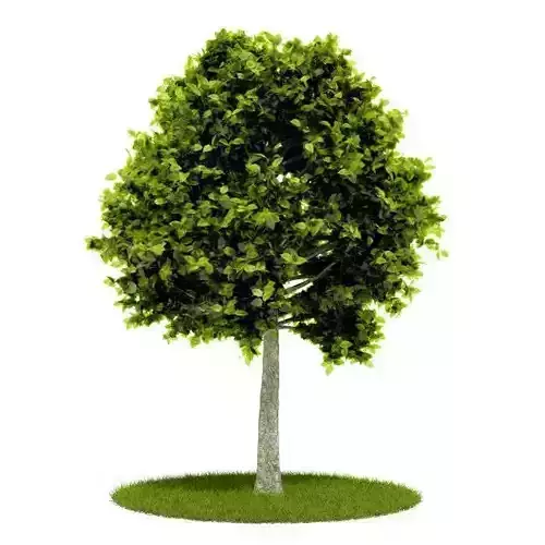 Tree With Lots Of Leaves 3D model