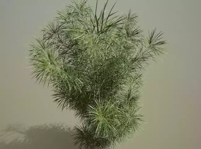 plants collection osmoxylon lineare Low-poly 3D model