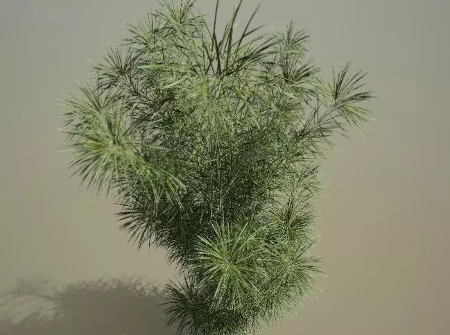 plants collection osmoxylon lineare Low-poly 3D model
