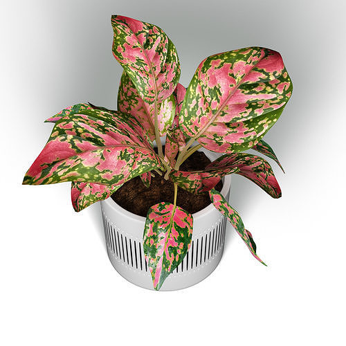 PINK VALENTINE PLANT 3D model