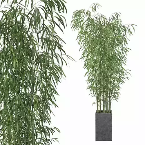 Bamboo in concrete pot