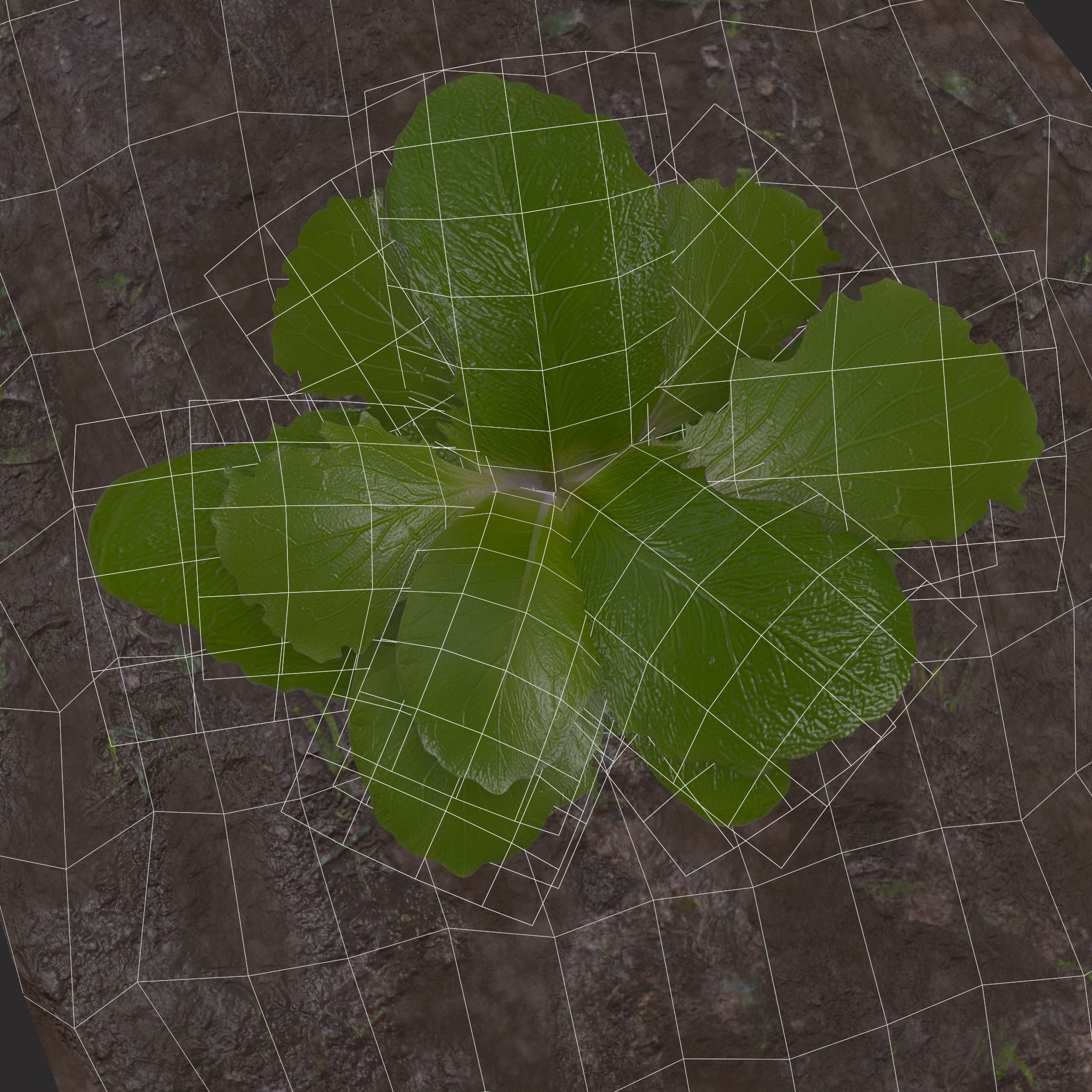 Farmers Crop Row Lettuce Low-poly 3D model_12