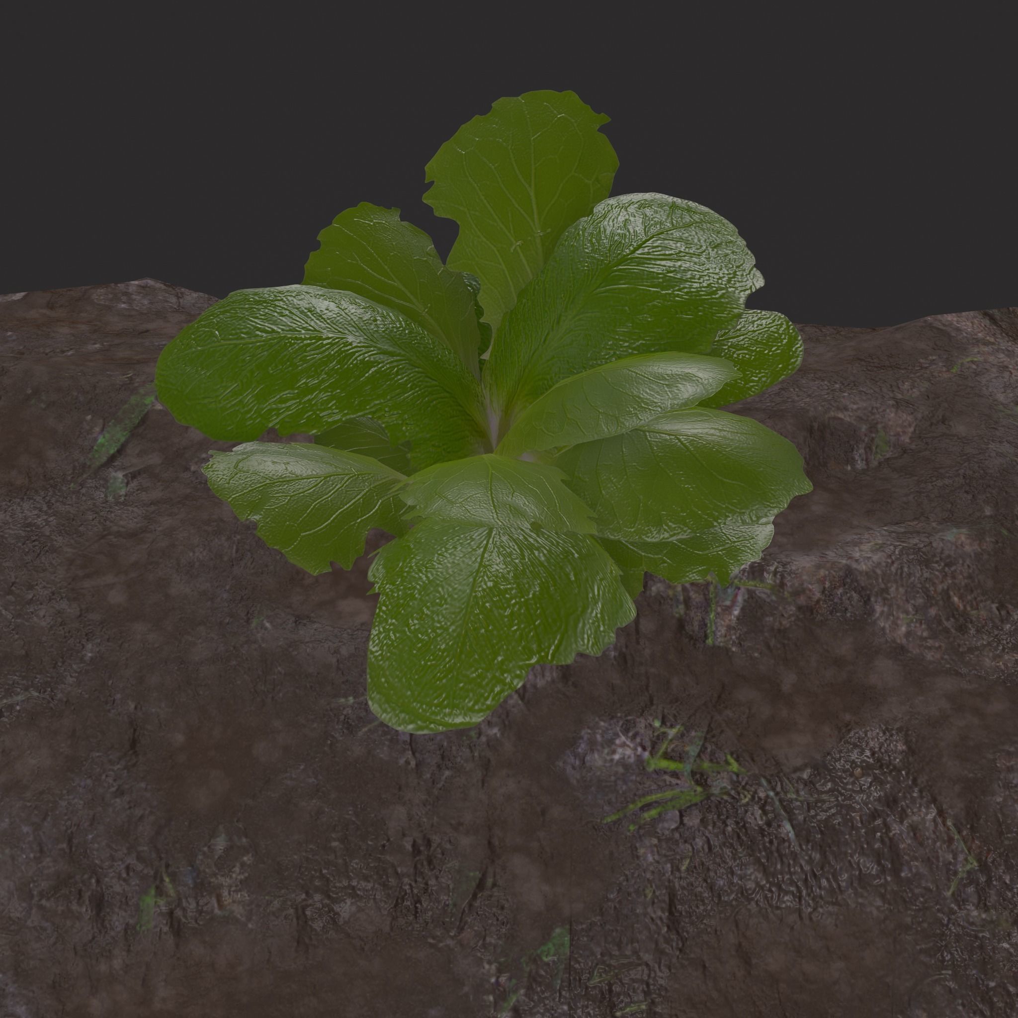 Farmers Crop Row Lettuce Low-poly 3D model_9