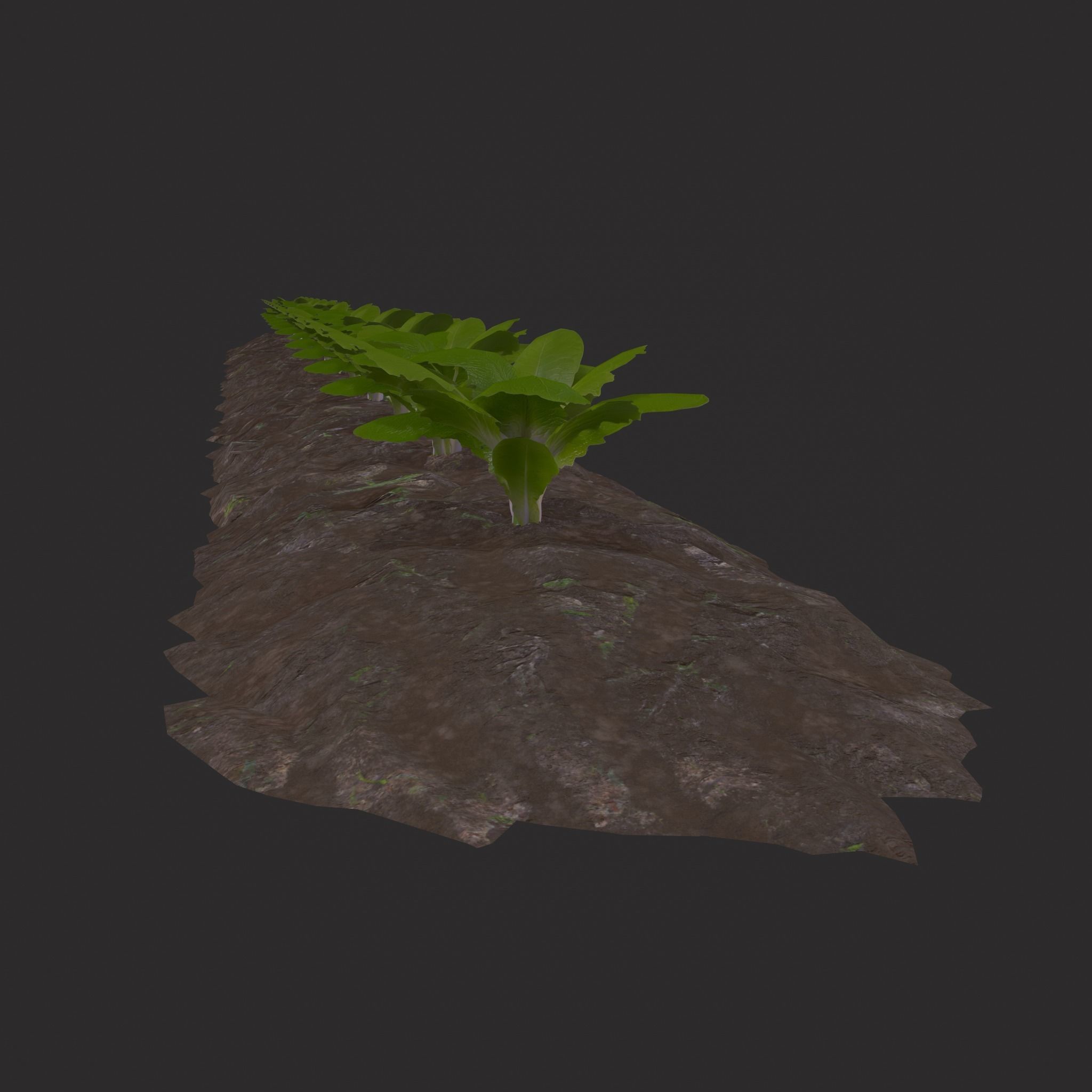 Farmers Crop Row Lettuce Low-poly 3D model_3