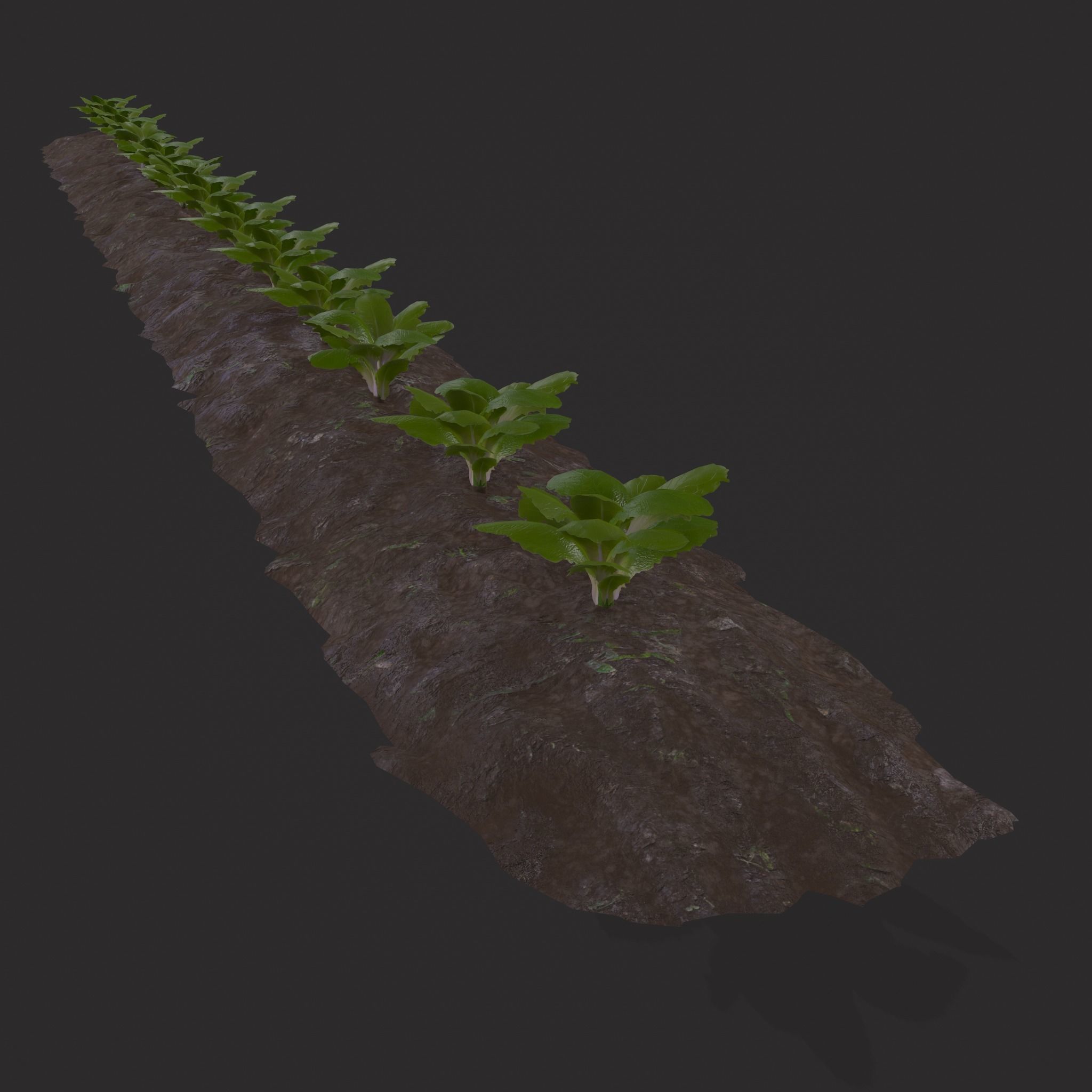 Farmers Crop Row Lettuce Low-poly 3D model_13