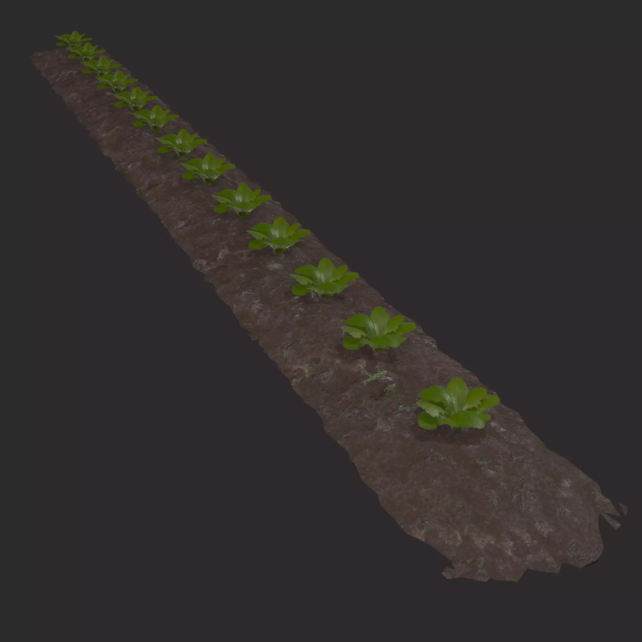 Farmers Crop Row Lettuce Low-poly 3D model_0