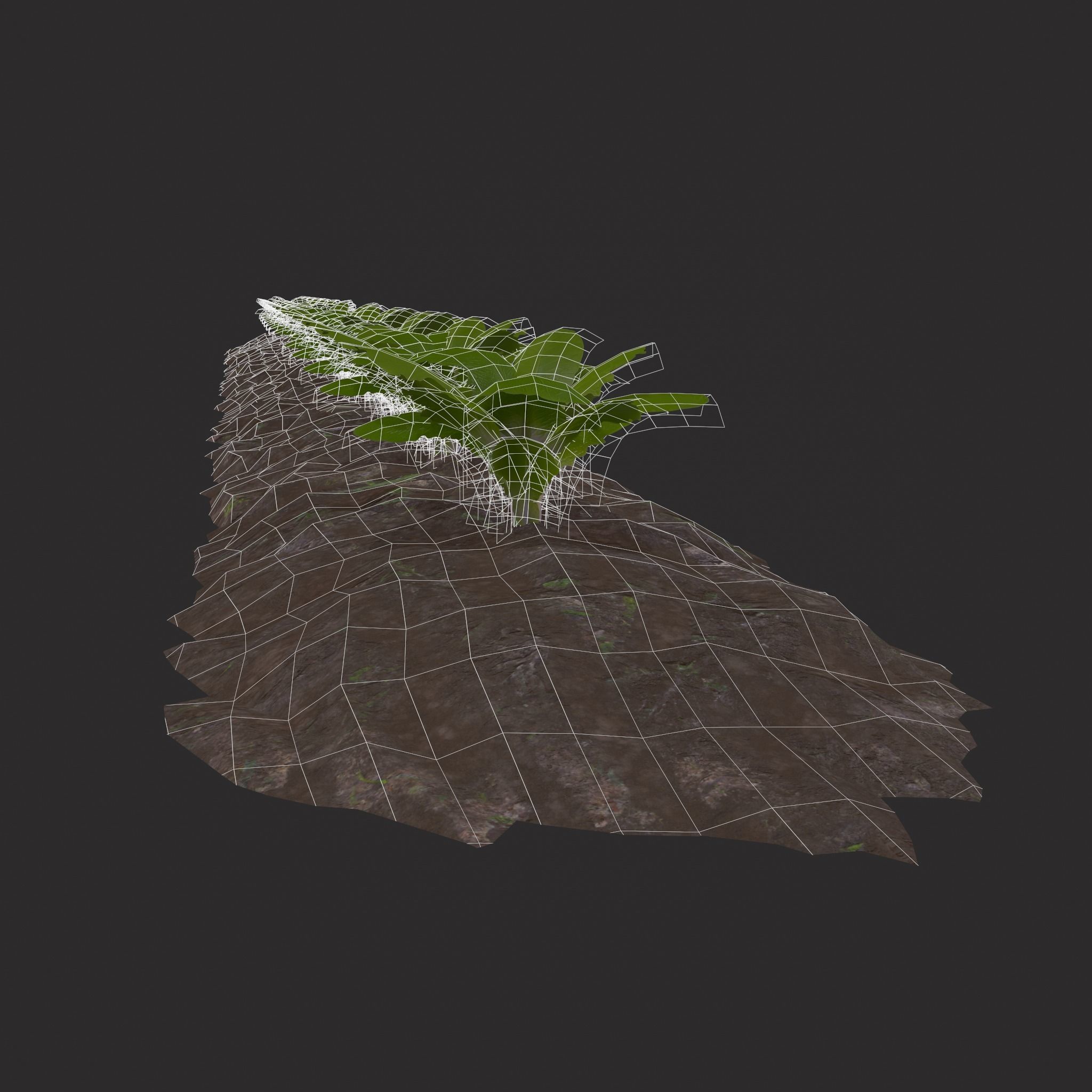 Farmers Crop Row Lettuce Low-poly 3D model_4