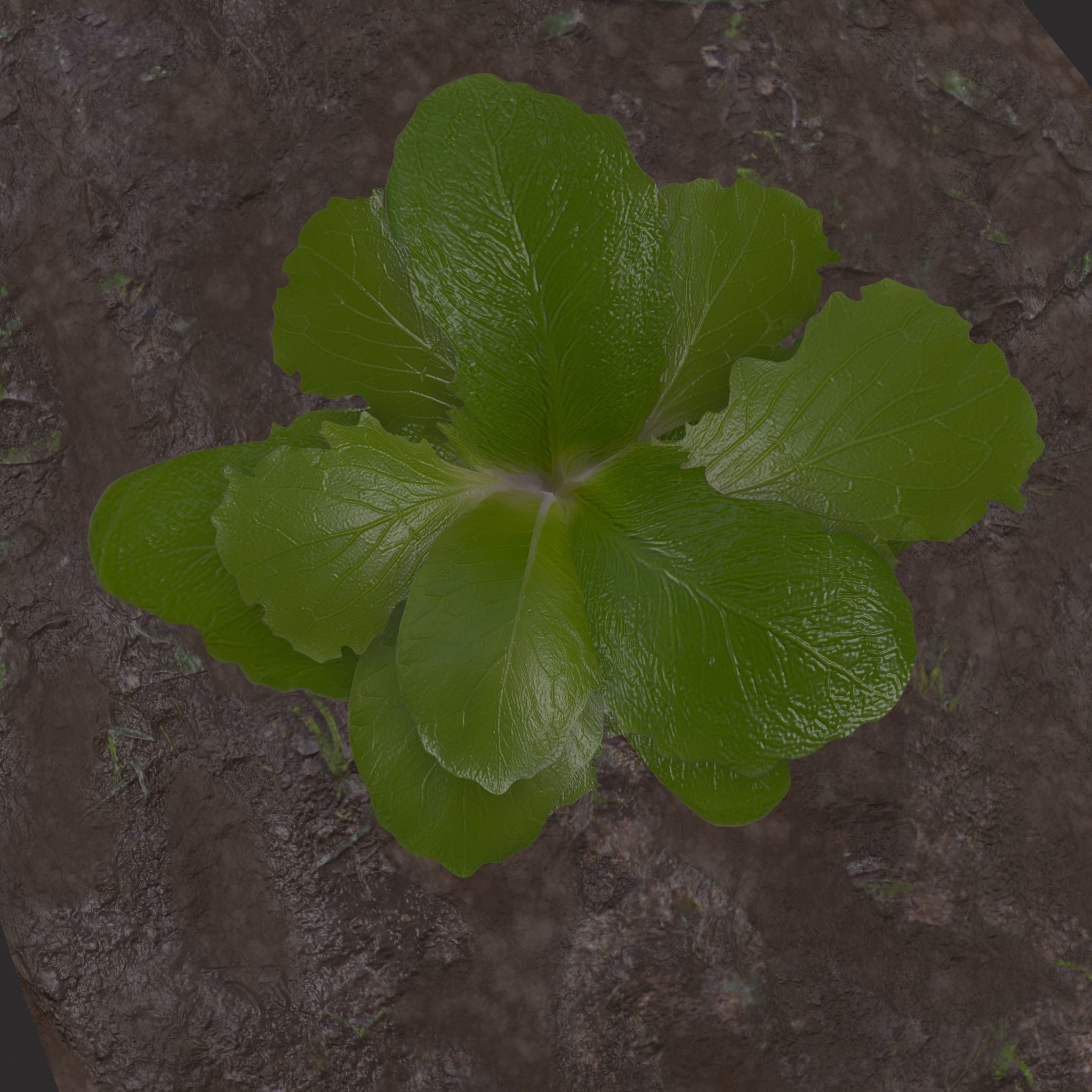 Farmers Crop Row Lettuce Low-poly 3D model_11