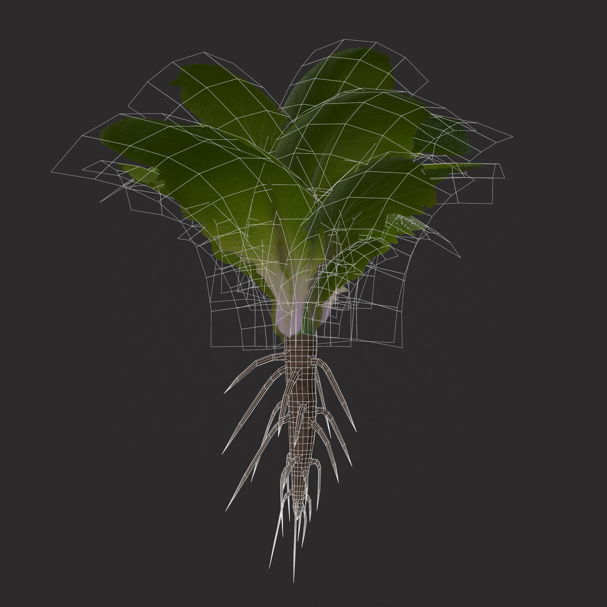 Farmers Crop Row Lettuce Low-poly 3D model_22