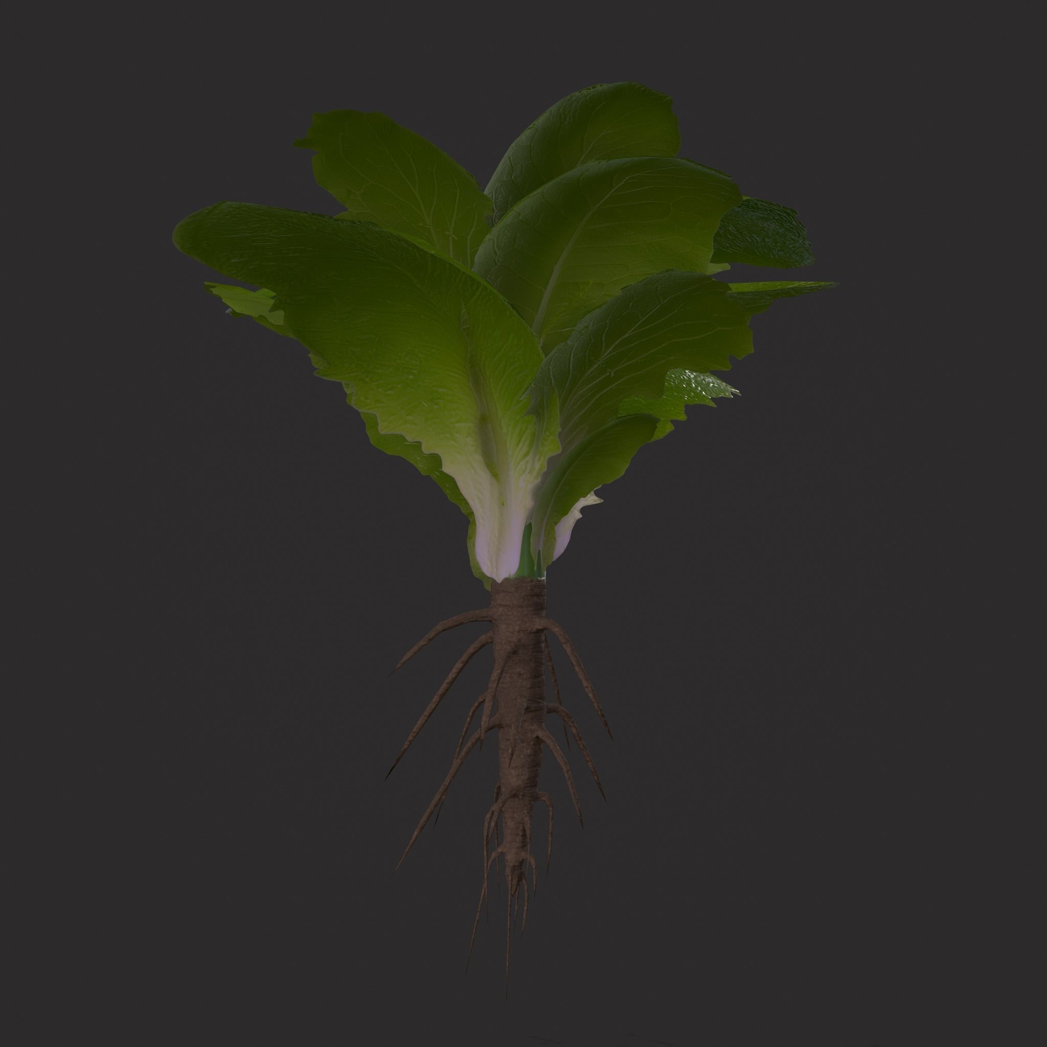 Farmers Crop Row Lettuce Low-poly 3D model_21