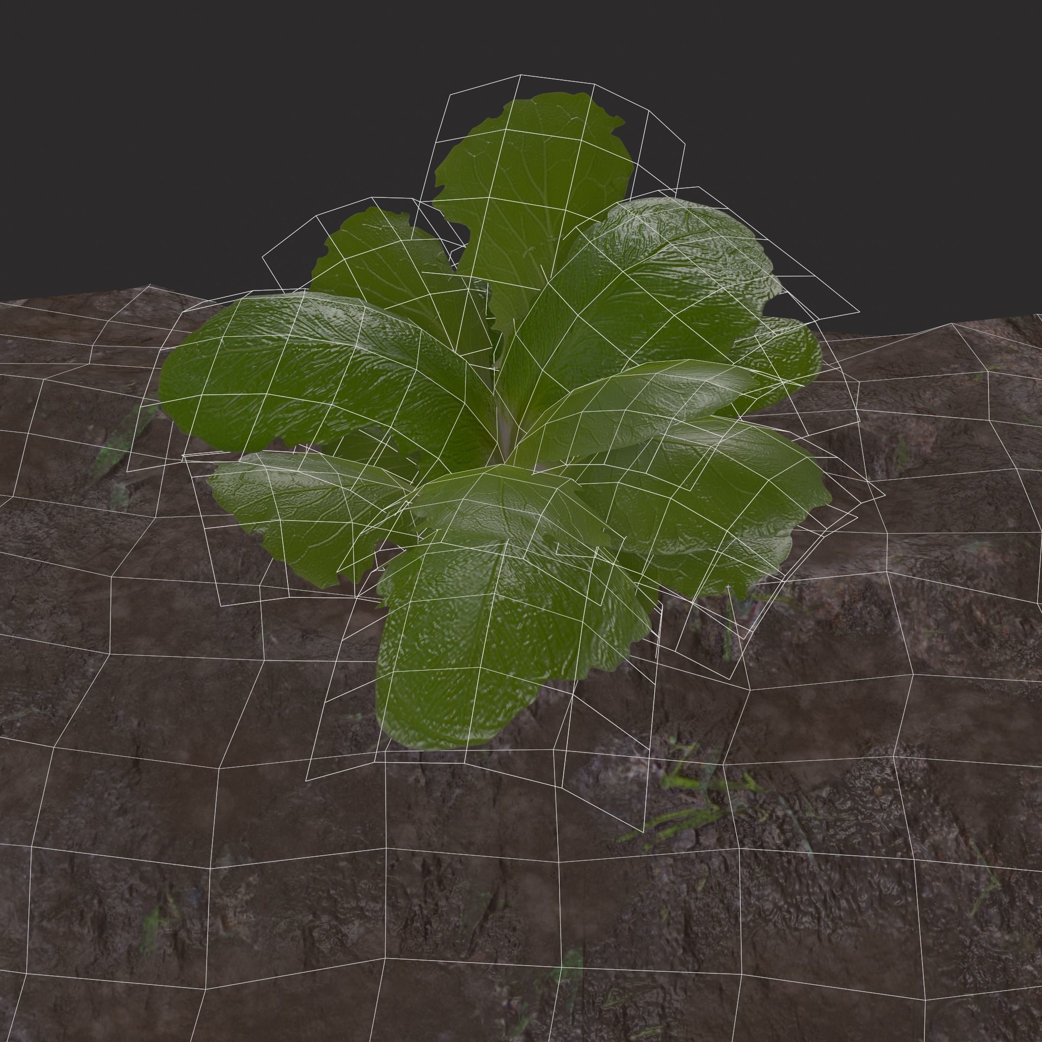 Farmers Crop Row Lettuce Low-poly 3D model_10