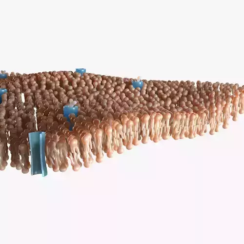 Lipid Layer 3D model