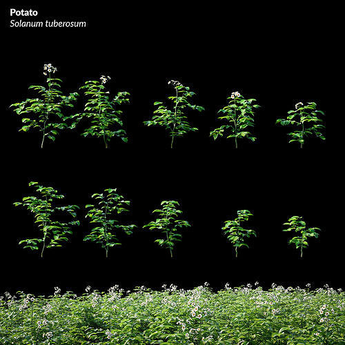 Potato - Solanum tuberosum 3D model