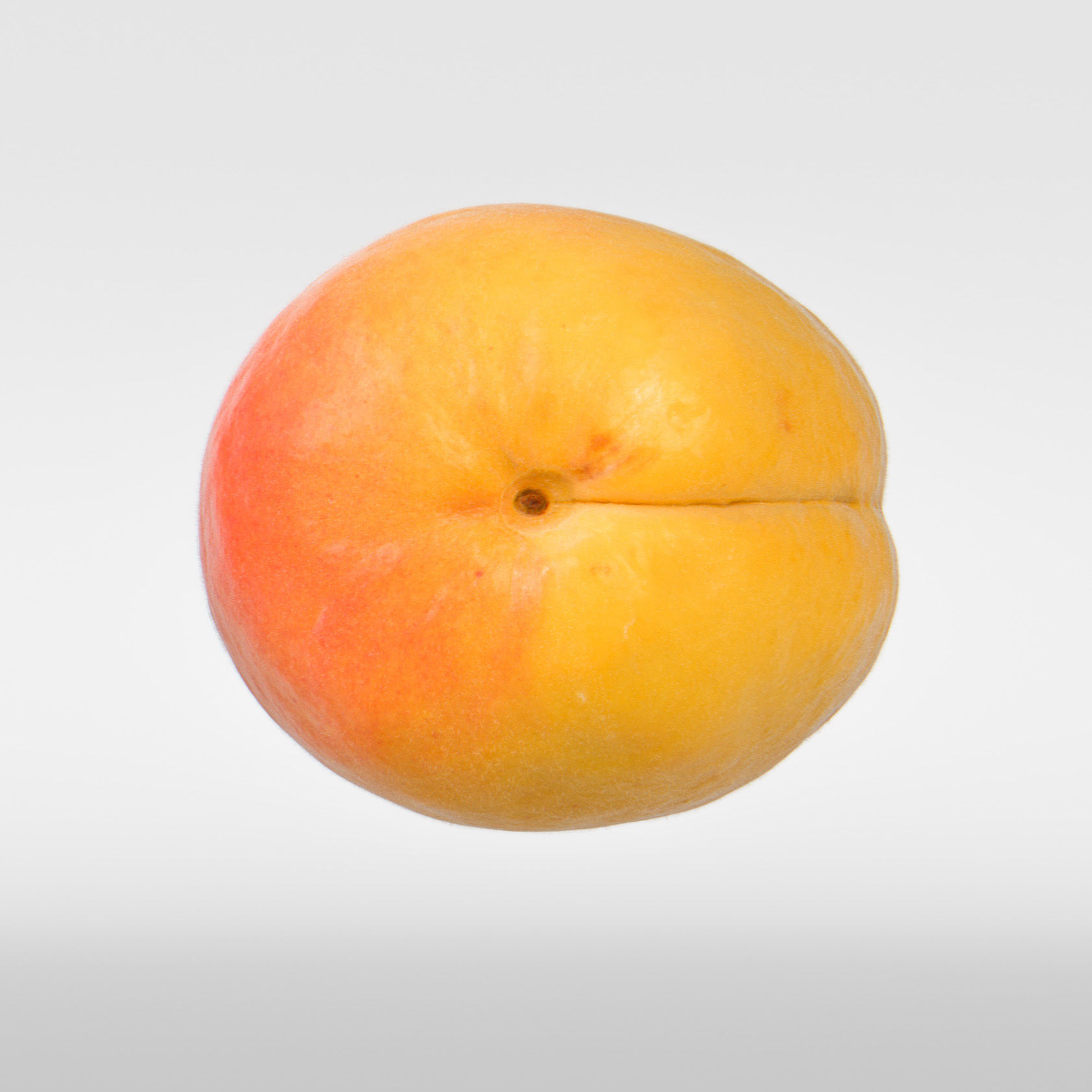Apricot 3D model_8