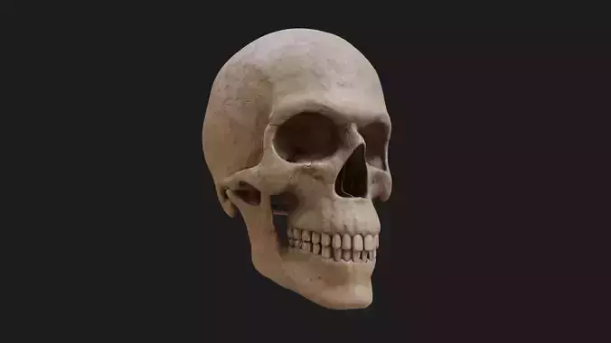 Skull Human