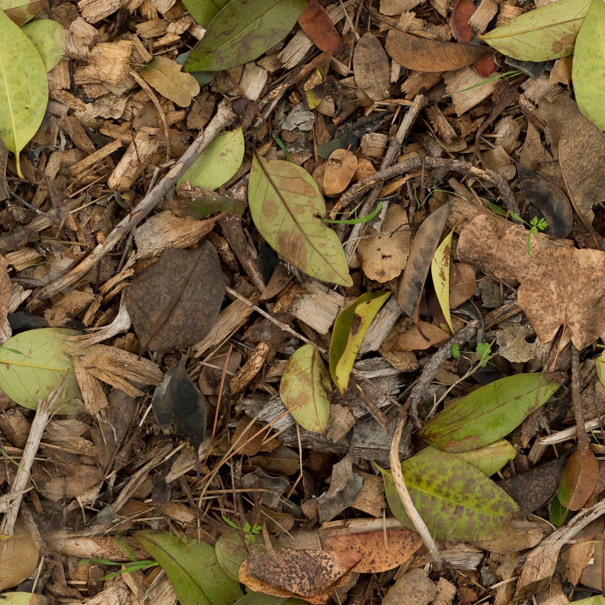 Leaves 2 Texture_4