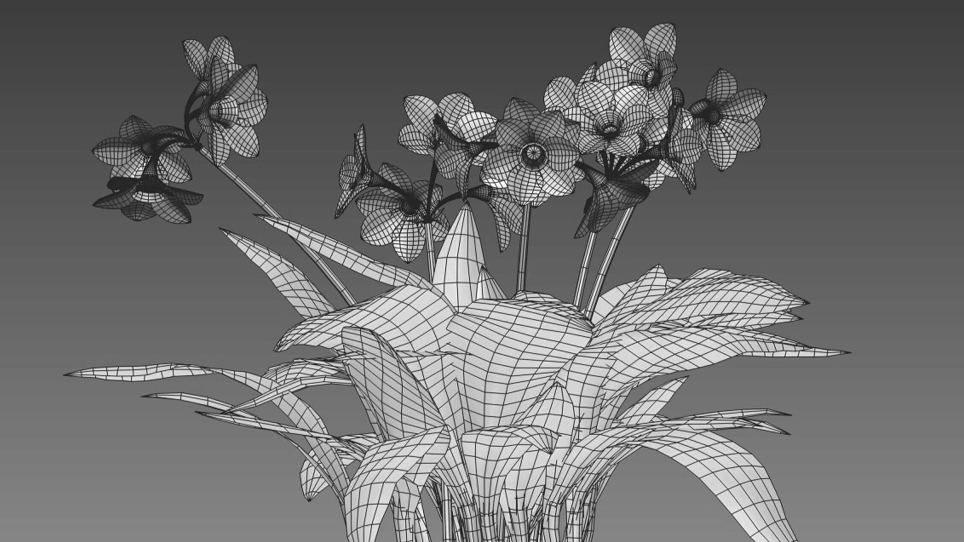 Eucharis grandiflora - Amazon Lily 3D model_5