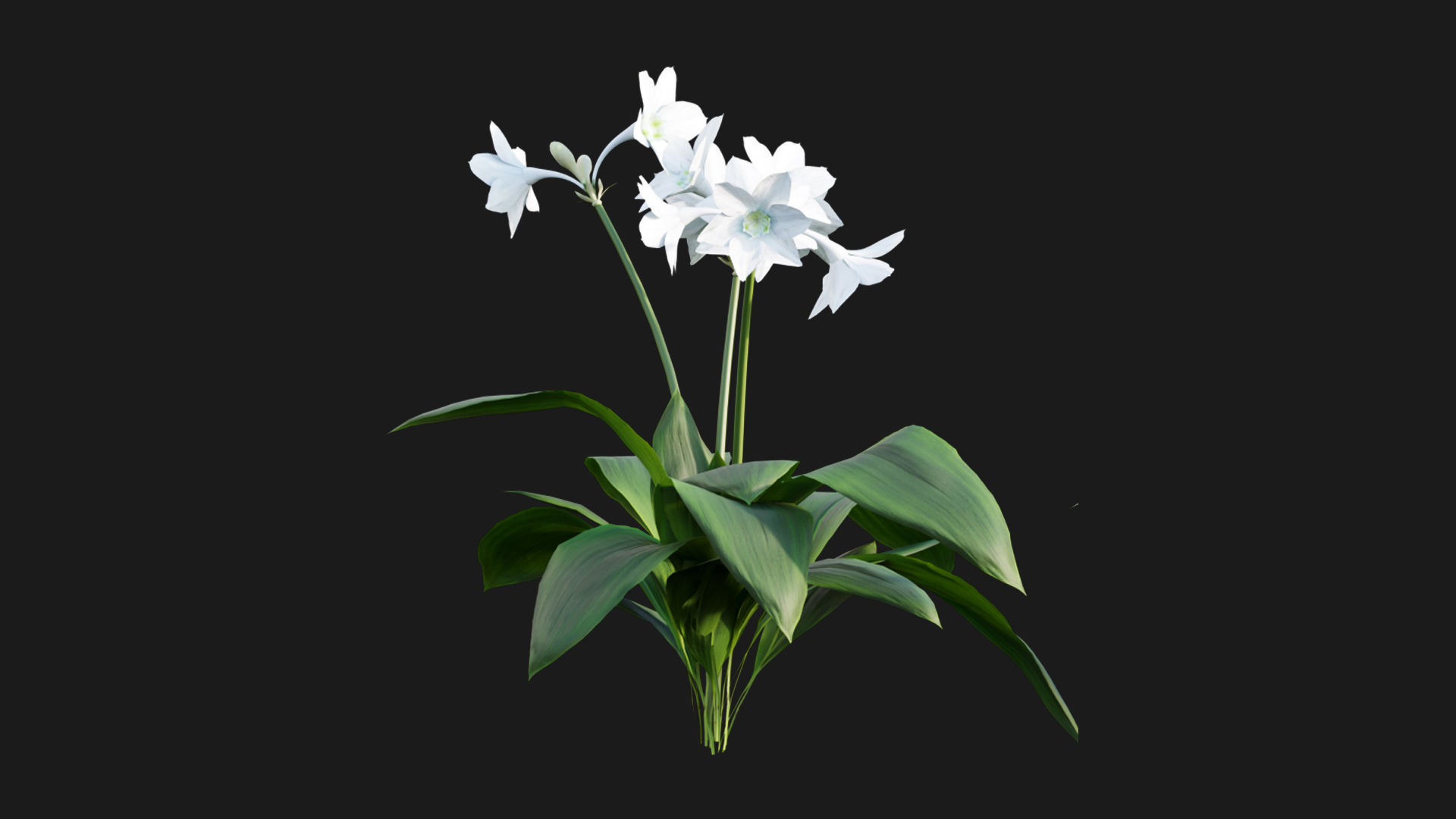 Eucharis grandiflora - Amazon Lily 3D model_1