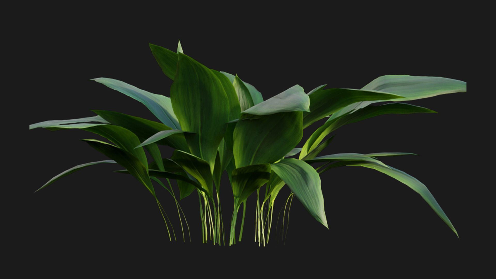 Eucharis grandiflora - Amazon Lily 3D model_2