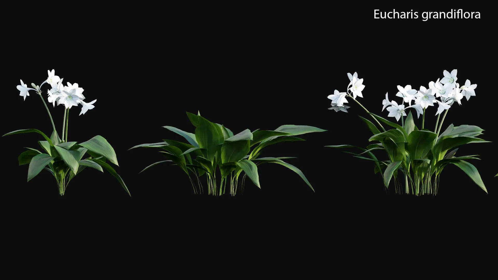 Eucharis grandiflora - Amazon Lily 3D model_0