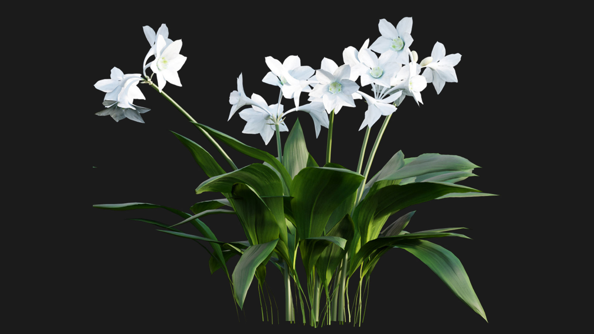 Eucharis grandiflora - Amazon Lily 3D model_3
