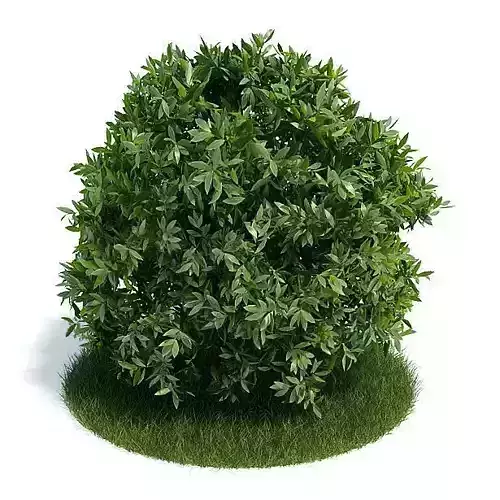 Shrub   Small Leaves