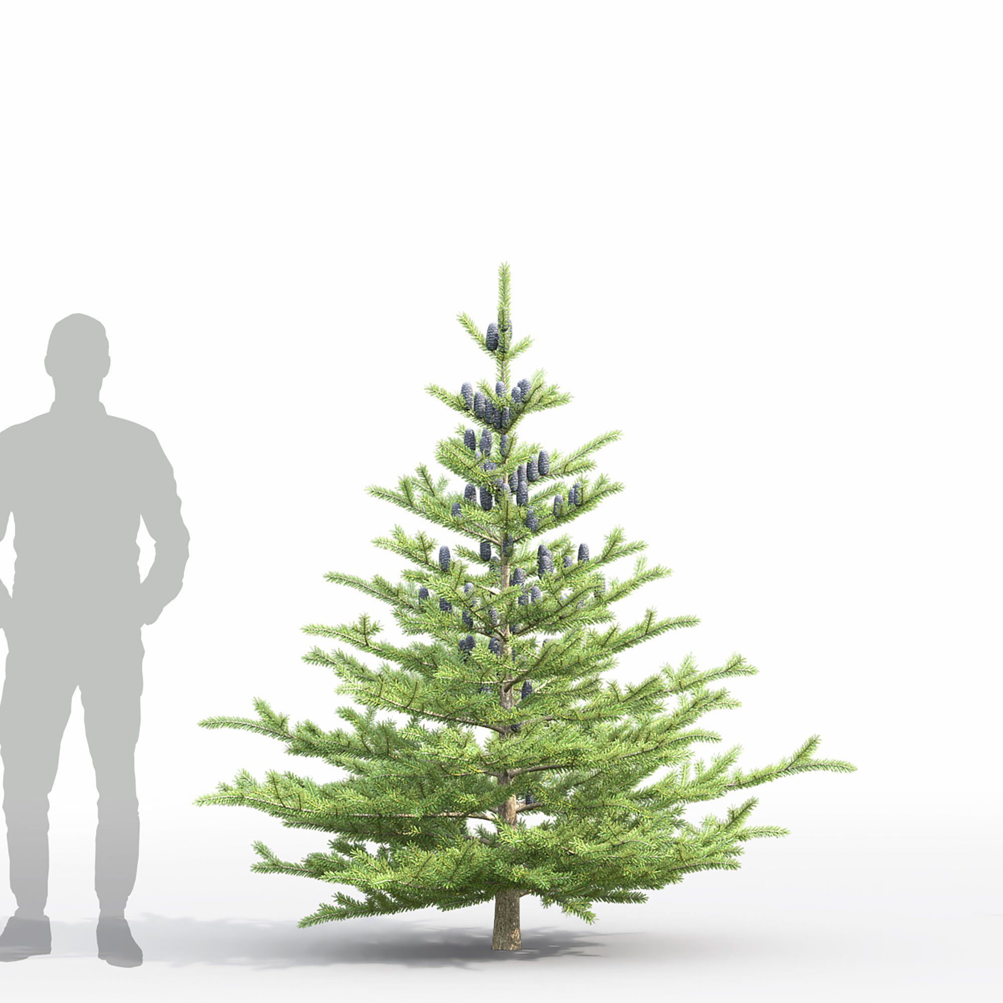 Abies koreana 01 3D model_3