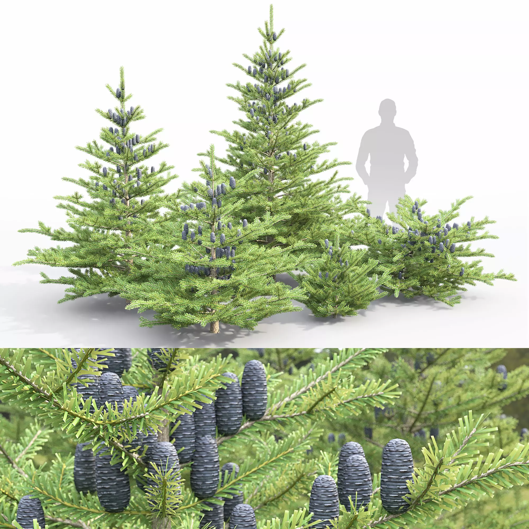 Abies koreana 01 3D model_0