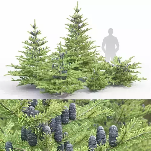 Abies koreana 01
