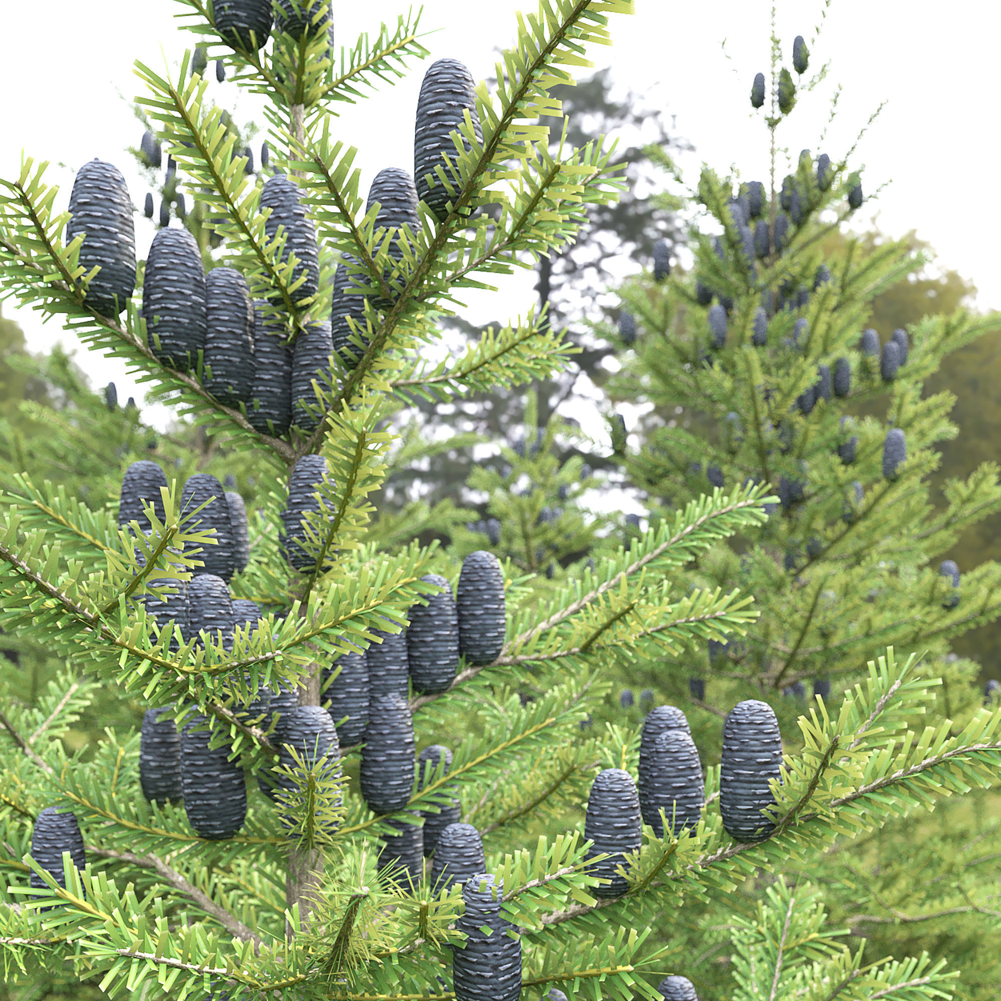 Abies koreana 01 3D model_1