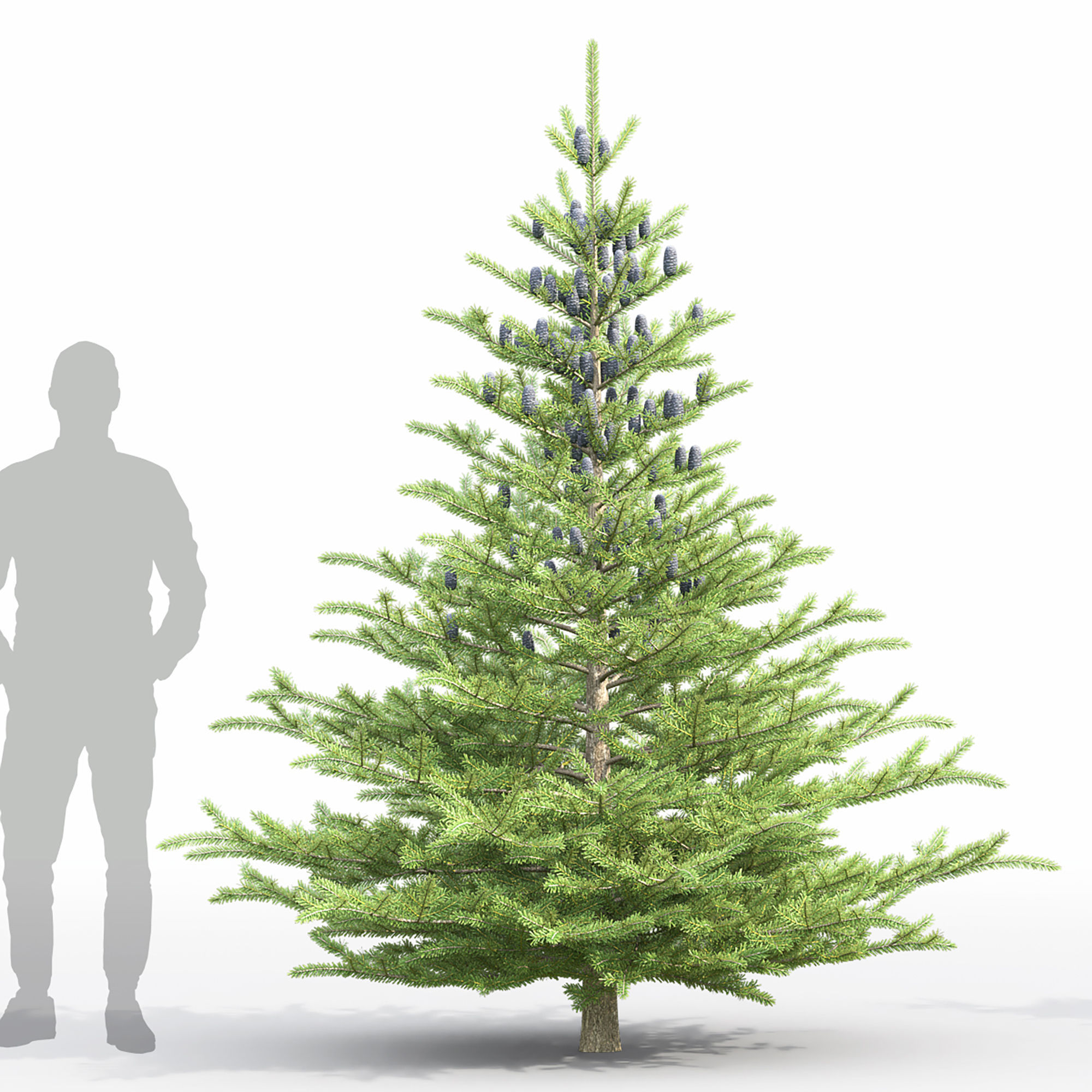 Abies koreana 01 3D model_2