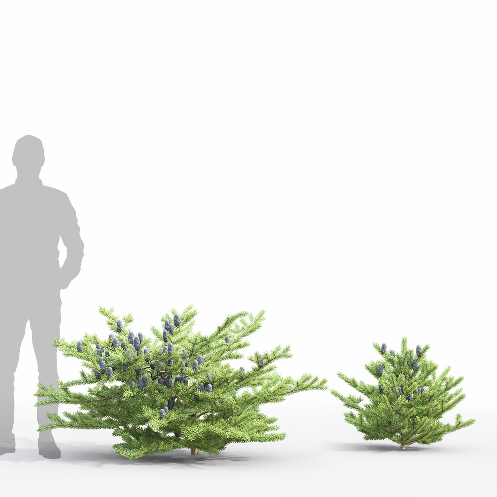 Abies koreana 01 3D model_5