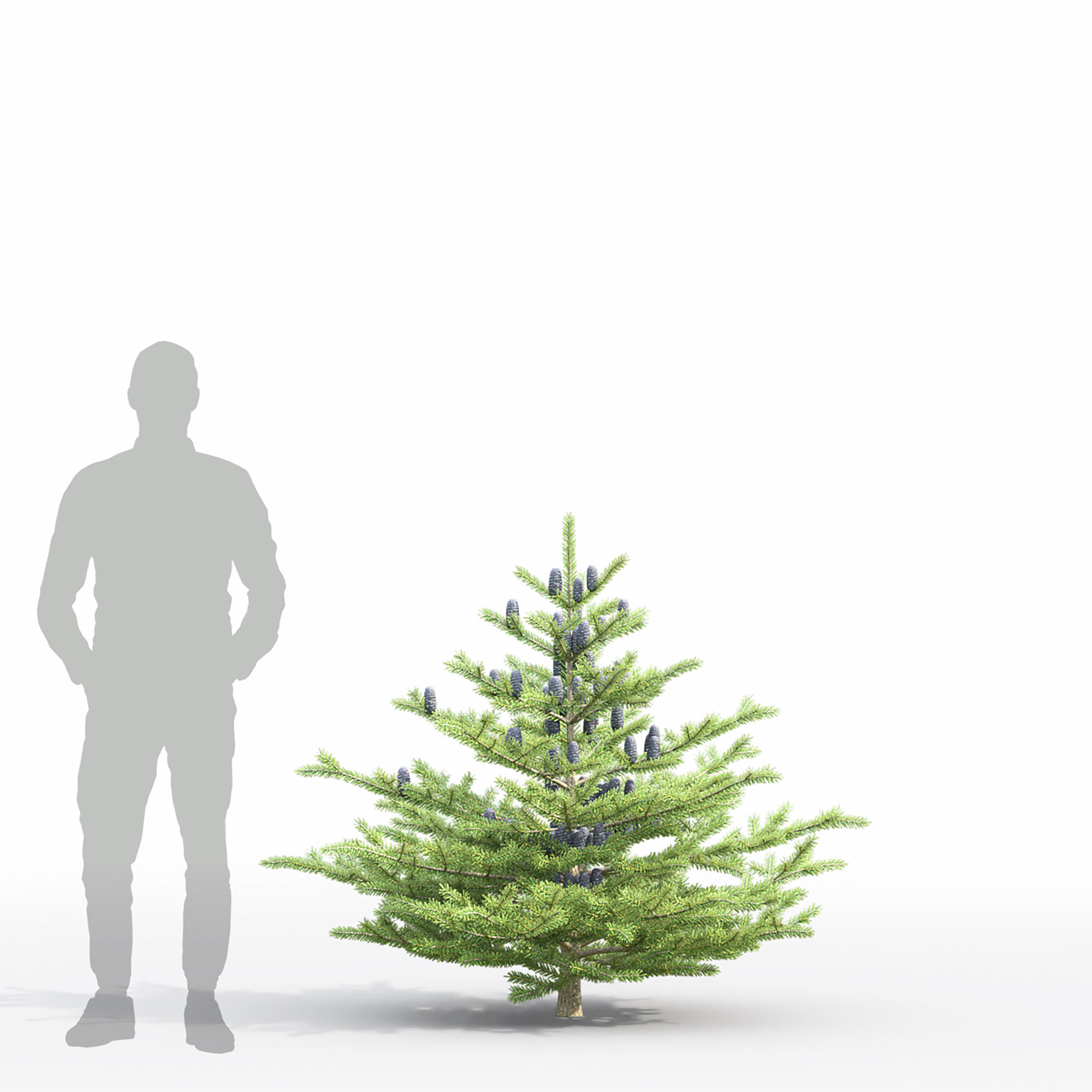 Abies koreana 01 3D model_4