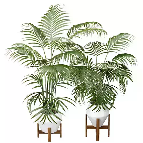 Kentia Marius House Plant 3D model
