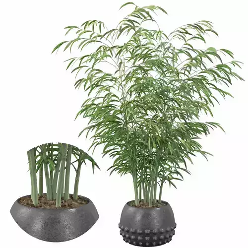 Bamboo in black pot