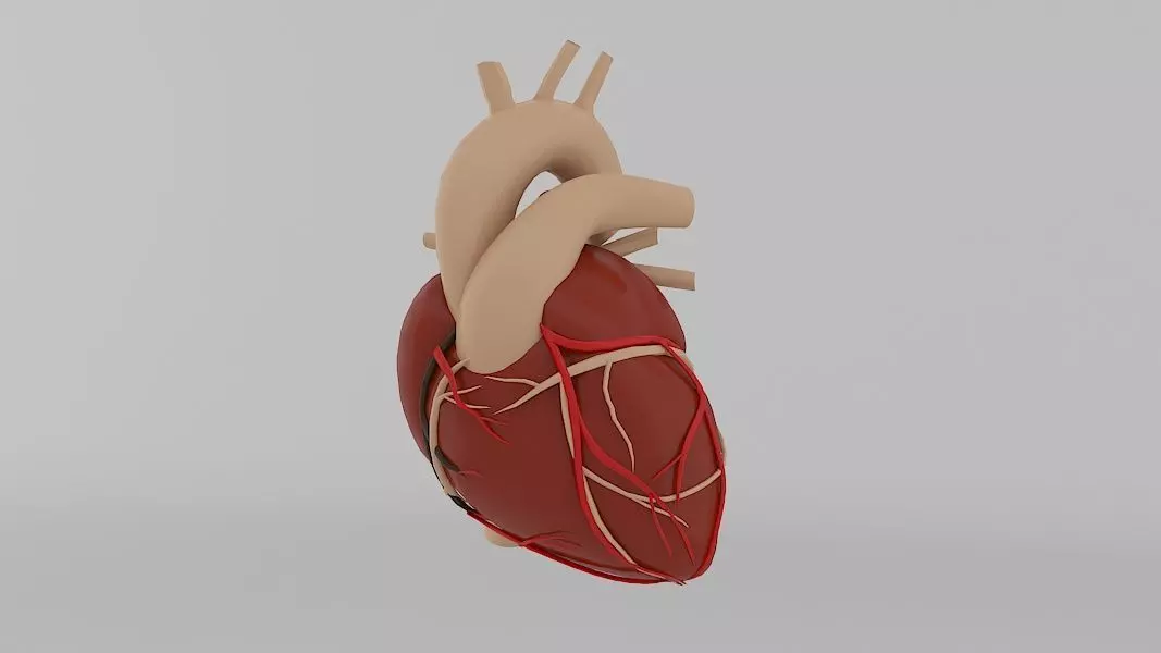 Human Heart Low-poly 3D model_0