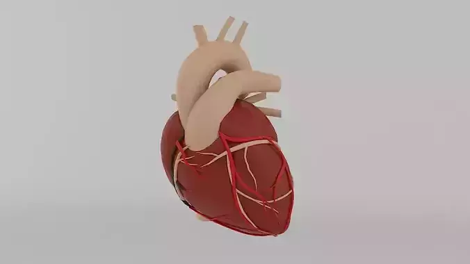 Human Heart