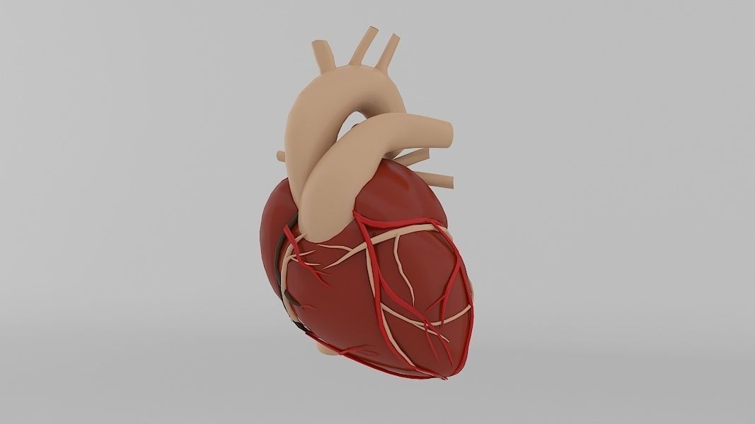 Human Heart Low-poly 3D model_6